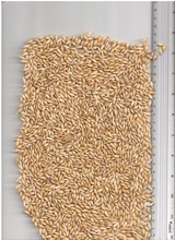 barley - product's photo