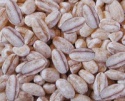 pearl barley - product's photo