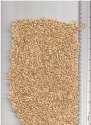 barley - product's photo