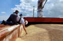 milling wheat fob black sea - product's photo