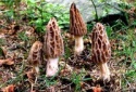morchella elata - product's photo