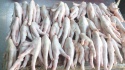 frozen chicken paws - product's photo