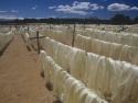 sisal fiber - product's photo