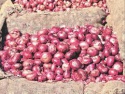 red and yellow onion - product's photo