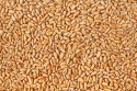 wheat - product's photo