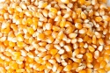 yellow corn - product's photo