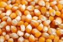 yellow corn - product's photo