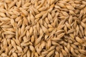 barley - product's photo