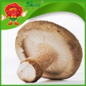 chinese fresh mushroom - product's photo