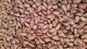 red speckled beans/borlotti - product's photo