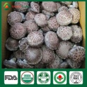 shiitake mushrooms uk,shiitake mushroom stem - product's photo