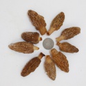 fresh morel/morchella esculenta - product's photo