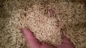 white oats grains for feeding - product's photo