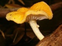 marasmius androsaceus mushroom extact - product's photo