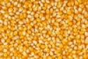 corn - product's photo