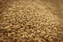 barley - product's photo