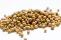 coriander - product's photo