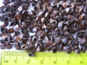 buckwheat husk - product's photo