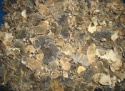 dried turkey tail mushroom whole coriolus versicolor - product's photo